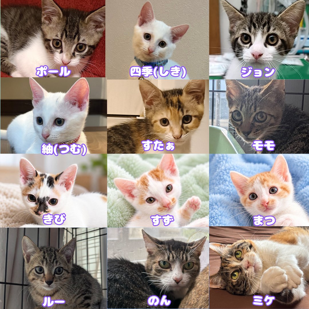 totoandporter's tweet photo. 「すべての猫に、居場所をつくる。」
江戸川区と一緒に、テスト運用から開始した会もふくめると、この譲渡会ももうすぐ4年になります。

次回のえどねこ譲渡会は、

📅 10月4日（日）12:00–15:30
📍 小岩健康サポートセンター

えどねこまつりの展示の一部と、シリーズにして出していきますので、ぜひお立ち寄りください。
うちの子自慢にエントリーいただいた里親さん、展示物を差し上げますので、お立ち寄りください✨

-----
この4年間、地域の猫たちを取り巻く状況も、少しずつ変わってきました。

地域猫たちはシニアになり、 これからは「見守る」だけでなく、ケアが必要になる子も増えていきます。

一方では、まだ繁殖抑制が十分に行き届いていない地域もあり、相談は続いています。

そして近年、圧倒的に増えてきたのが、

「飼い続けることができなくなった」

というご相談です。

高齢、病気、入院、生活環境の変化。 猫の問題だけでは解決できないことが、たくさんあります。

これを4年間のひとつの傾向として受け止めたとき、 私たち自身も、これからの活動のあり方を考えています。

保護し続けるだけでは、 いつか人も場所もいっぱいになってしまう。

だから、目の前の猫を助けることと同時に、 「困る前にできること」を地域に増やしていきたい。

保護することだけを答えにせず、 啓発や福祉との連携を、いつかの希望につなげていく。

そして、ボランティア自身も疲弊せず、 無理なく続けていける仕組みをつくる。

江戸川区という地域に合った、新しいかたちをつくってみよう。

そんなことを考えています。

そして、そのためには、 いろいろな人の力が必要です。

🐾 猫を一時的に預かってみたい方
　元気なシニアの方も大歓迎です！

🚗 車を出せる方
　猫を預かれなくても大丈夫。通院や移動を助けてくださる方を探しています。

🤝 福祉に関する企画や運用に関わってみたい方
　ケアマネさん、介護・福祉職の方、地域活動に関心のある方も。

そして、 「こんなことならできるかも」 というものがあれば、ぜひ聞かせてください。

猫を預かることだけが、保護猫活動ではありません。

すべての猫に、居場所をつくる。

そのための仕組みを、 地域のみなさんと一緒につくっていきたいと思っています。

#えどねこ
#里親募集