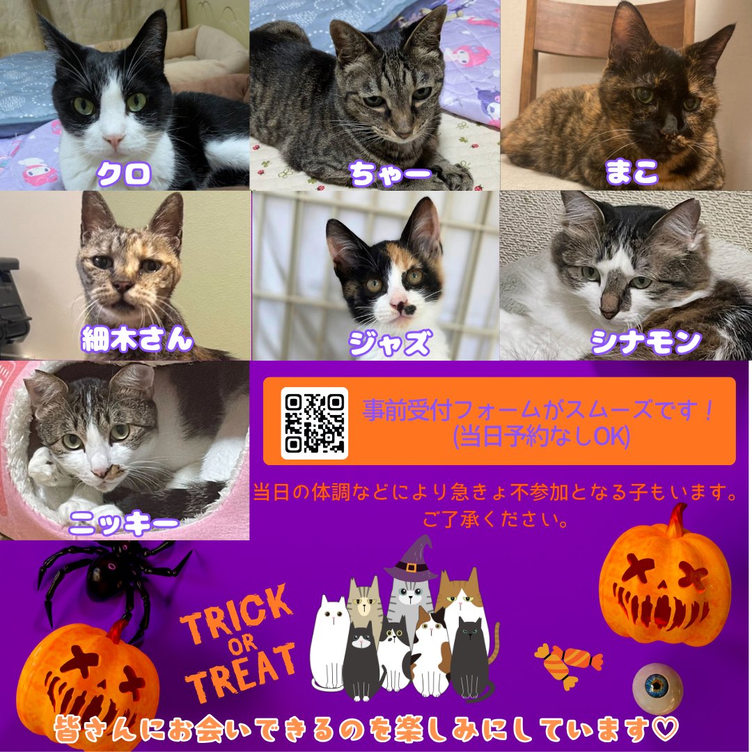 totoandporter's tweet photo. 「すべての猫に、居場所をつくる。」
江戸川区と一緒に、テスト運用から開始した会もふくめると、この譲渡会ももうすぐ4年になります。

次回のえどねこ譲渡会は、

📅 10月4日（日）12:00–15:30
📍 小岩健康サポートセンター

えどねこまつりの展示の一部と、シリーズにして出していきますので、ぜひお立ち寄りください。
うちの子自慢にエントリーいただいた里親さん、展示物を差し上げますので、お立ち寄りください✨

-----
この4年間、地域の猫たちを取り巻く状況も、少しずつ変わってきました。

地域猫たちはシニアになり、 これからは「見守る」だけでなく、ケアが必要になる子も増えていきます。

一方では、まだ繁殖抑制が十分に行き届いていない地域もあり、相談は続いています。

そして近年、圧倒的に増えてきたのが、

「飼い続けることができなくなった」

というご相談です。

高齢、病気、入院、生活環境の変化。 猫の問題だけでは解決できないことが、たくさんあります。

これを4年間のひとつの傾向として受け止めたとき、 私たち自身も、これからの活動のあり方を考えています。

保護し続けるだけでは、 いつか人も場所もいっぱいになってしまう。

だから、目の前の猫を助けることと同時に、 「困る前にできること」を地域に増やしていきたい。

保護することだけを答えにせず、 啓発や福祉との連携を、いつかの希望につなげていく。

そして、ボランティア自身も疲弊せず、 無理なく続けていける仕組みをつくる。

江戸川区という地域に合った、新しいかたちをつくってみよう。

そんなことを考えています。

そして、そのためには、 いろいろな人の力が必要です。

🐾 猫を一時的に預かってみたい方
　元気なシニアの方も大歓迎です！

🚗 車を出せる方
　猫を預かれなくても大丈夫。通院や移動を助けてくださる方を探しています。

🤝 福祉に関する企画や運用に関わってみたい方
　ケアマネさん、介護・福祉職の方、地域活動に関心のある方も。

そして、 「こんなことならできるかも」 というものがあれば、ぜひ聞かせてください。

猫を預かることだけが、保護猫活動ではありません。

すべての猫に、居場所をつくる。

そのための仕組みを、 地域のみなさんと一緒につくっていきたいと思っています。

#えどねこ
#里親募集
