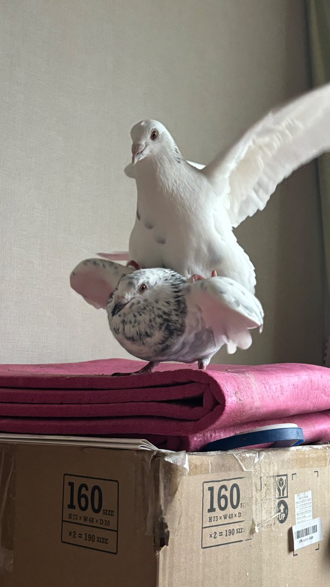 rmn810rrr's tweet photo. ※男の子どうしなので何も起こらない https://t.co/Xo2TxI4ufe