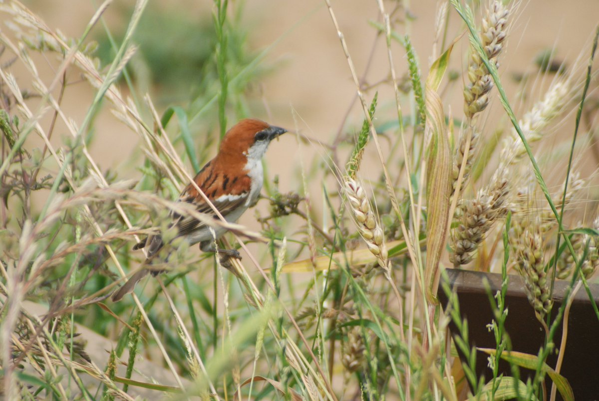 wigus12's tweet photo. Look! A dried cereal stalk leans against the broken steps; the lame sparrow can only chirp lowly here, making a quiet, slightly sad scene. https://t.co/gZ2sVJOaQi