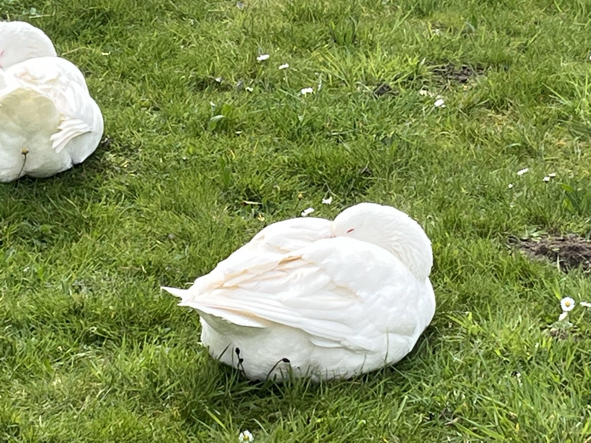 ryu685's tweet photo. Duck not only has a soft downy 帐 but also its belly is 胀 after a full meal, it 闲 ly 翟 near the 职 's nest by the pond. https://t.co/u4zUZxrF3E