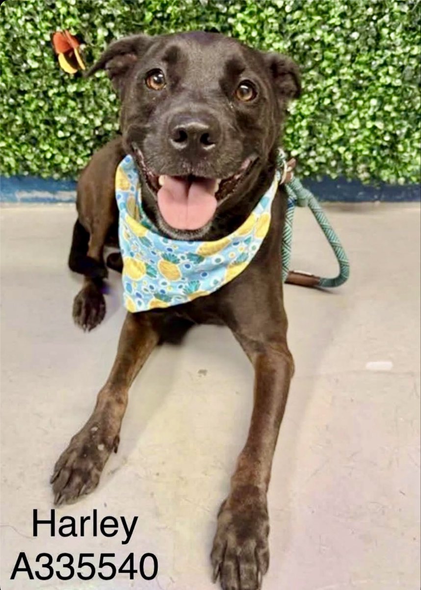 LeporidaeCheryl's tweet photo. What MUST she do to get OUT of there⁉️

"Where's my RIDE SHARE? Does anyone KNOW??"

This DELECTABLE, Velvety, Dark 🍫 Lab, HARLEY #A335540 with deep CARAMEL eyes is waiting for ANYONE to get her out of #CorpusChristiACS.

They're Planning On EUTHING 🩼 her if we can't raise enough support. 

We have to raise enough Pledges to save HARLEY'S life. 

She's young, BRIGHT, ADORABLE, PERSONABLE, & Super Sweet‼️

Please Pledge, Foster, or Adopt.