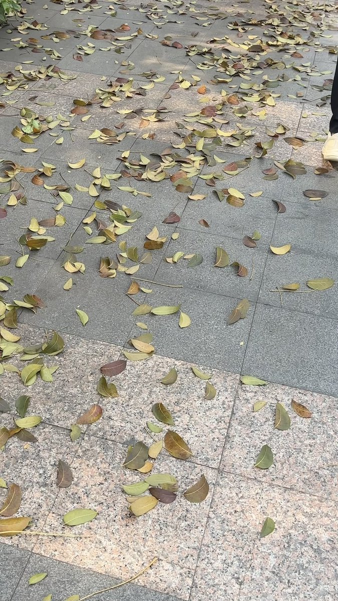 bittercaffeines's tweet photo. Autumn in Sudirman 🍂 https://t.co/0htgCuKThg