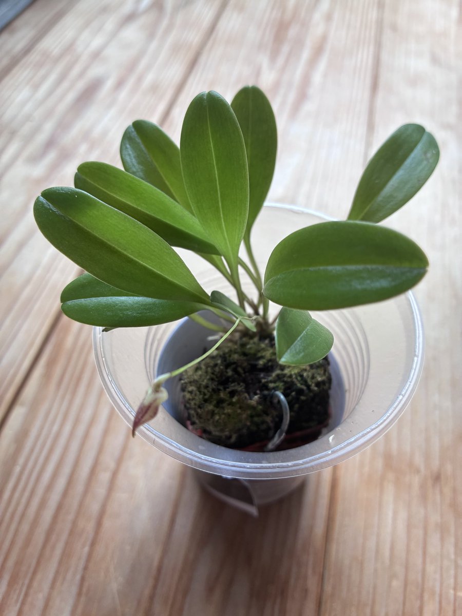tagtagtag119's tweet photo. ［マスデバリア］

もうちょっとなのか？
ここから開くのか？

#orchid 
#Masdevallia
#Masdevallianidifica https://t.co/ijaKoBB7ZJ
