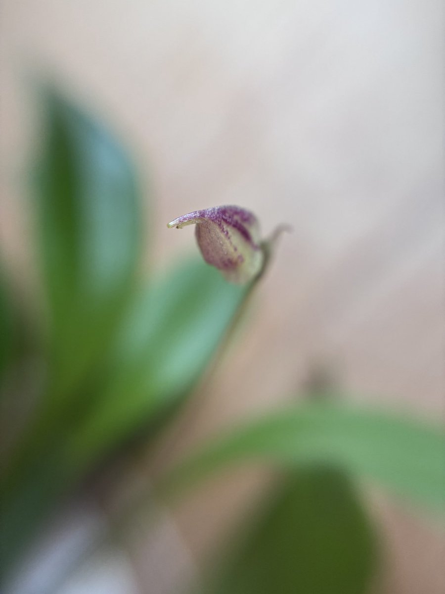 tagtagtag119's tweet photo. ［マスデバリア］

もうちょっとなのか？
ここから開くのか？

#orchid 
#Masdevallia
#Masdevallianidifica https://t.co/ijaKoBB7ZJ