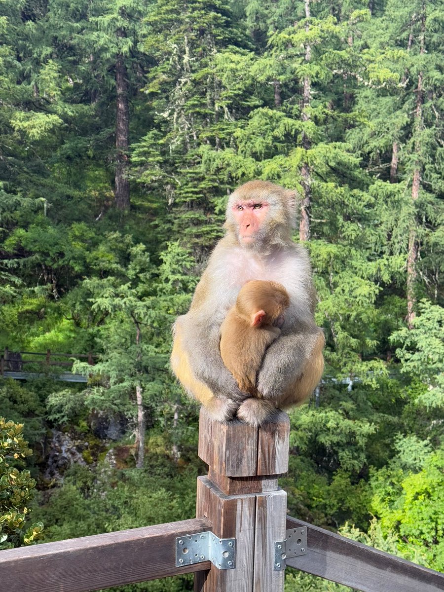 Opplmn1's tweet photo. [The little monkey seeks the innocent and easy moments, wandering in the bright forest.]， https://t.co/ffYRq8NL83