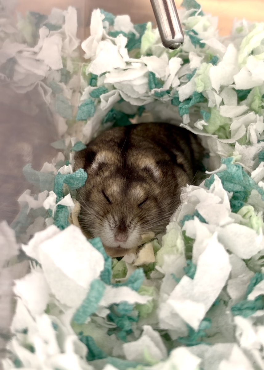 hamuhamu_milky's tweet photo. お眠なかいくん
鼻のもっしゃり感とかチラッと見えてるお口とか、たまらんアングル🥰

#ハムスター https://t.co/fvSVhWO0le