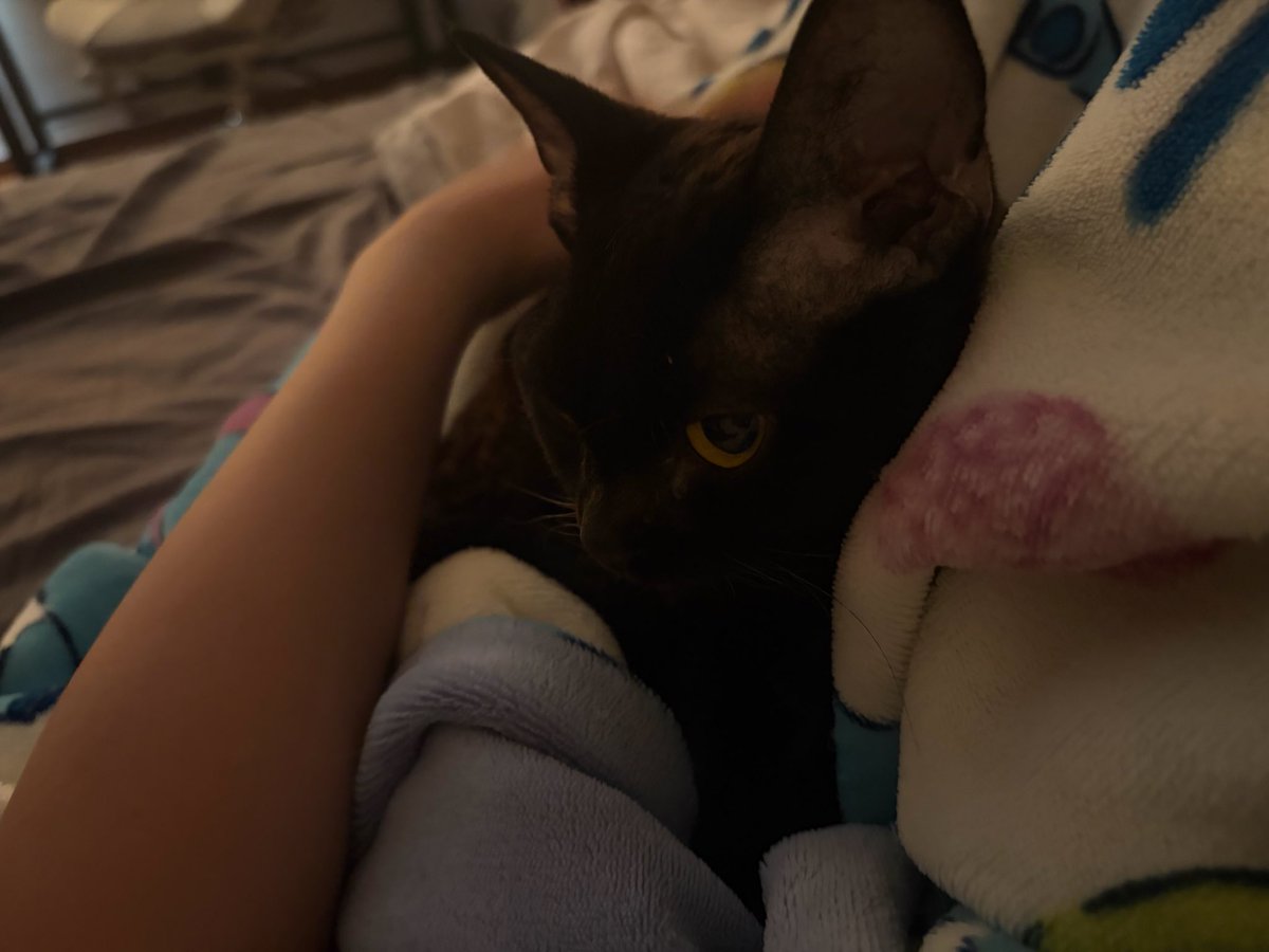 limin254595's tweet photo. 想象一下这是你的焦虑型依恋小猫 你玩手机不理它它就叫，你在家工作不理它它就叫，你看电视它就要跳到你大腿上一起看，要出门它就叫它就挡门口不让走，回家到楼梯口就能听到它在叫，晚上它不困它不管你睡不睡它就跑酷，它就站你身上，它就叼着玩具钻你被窝又跑出来。 https://t.co/41brgssS1k