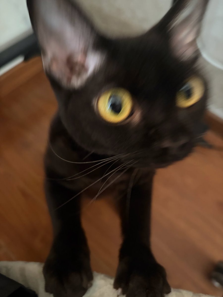 limin254595's tweet photo. 想象一下这是你的焦虑型依恋小猫 你玩手机不理它它就叫，你在家工作不理它它就叫，你看电视它就要跳到你大腿上一起看，要出门它就叫它就挡门口不让走，回家到楼梯口就能听到它在叫，晚上它不困它不管你睡不睡它就跑酷，它就站你身上，它就叼着玩具钻你被窝又跑出来。 https://t.co/41brgssS1k