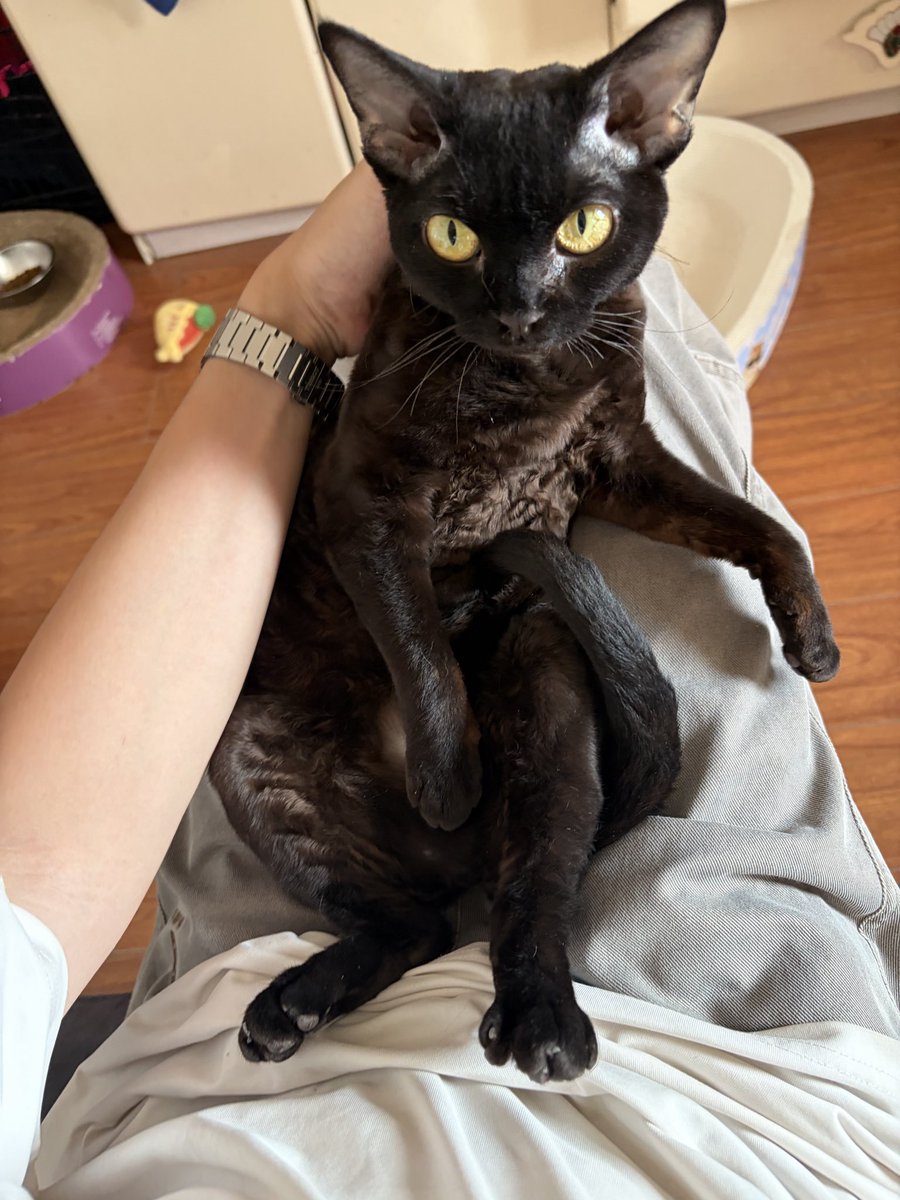 limin254595's tweet photo. 想象一下这是你的焦虑型依恋小猫 你玩手机不理它它就叫，你在家工作不理它它就叫，你看电视它就要跳到你大腿上一起看，要出门它就叫它就挡门口不让走，回家到楼梯口就能听到它在叫，晚上它不困它不管你睡不睡它就跑酷，它就站你身上，它就叼着玩具钻你被窝又跑出来。 https://t.co/41brgssS1k