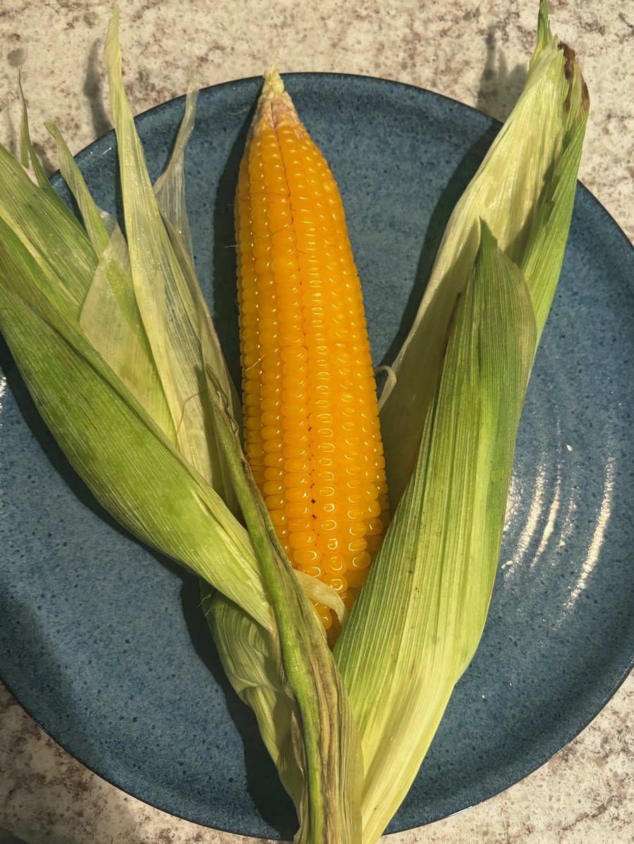 watsondavinwa2's tweet photo. The Field of Dreams corn is NOT sweet corn https://t.co/f6AHUedqMs