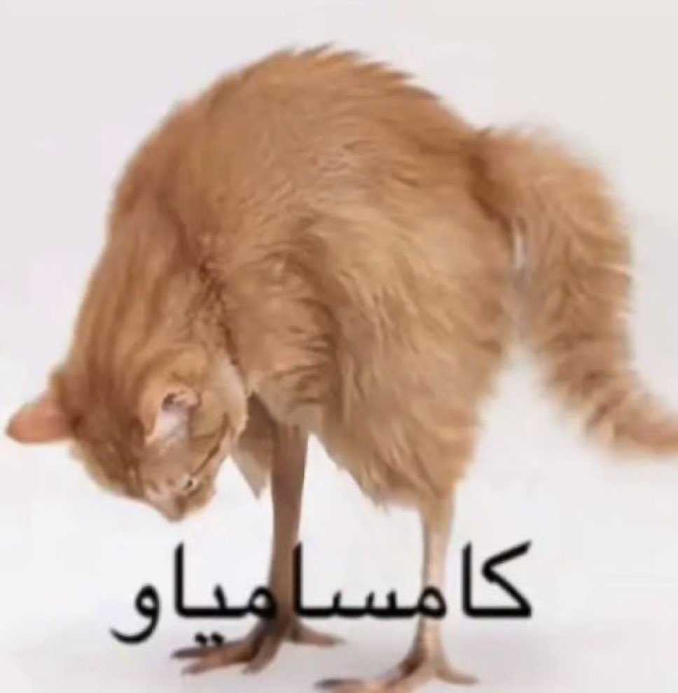 MeshalTheGoat's tweet photo. @rripll اي والله https://t.co/5QdHIigc4k