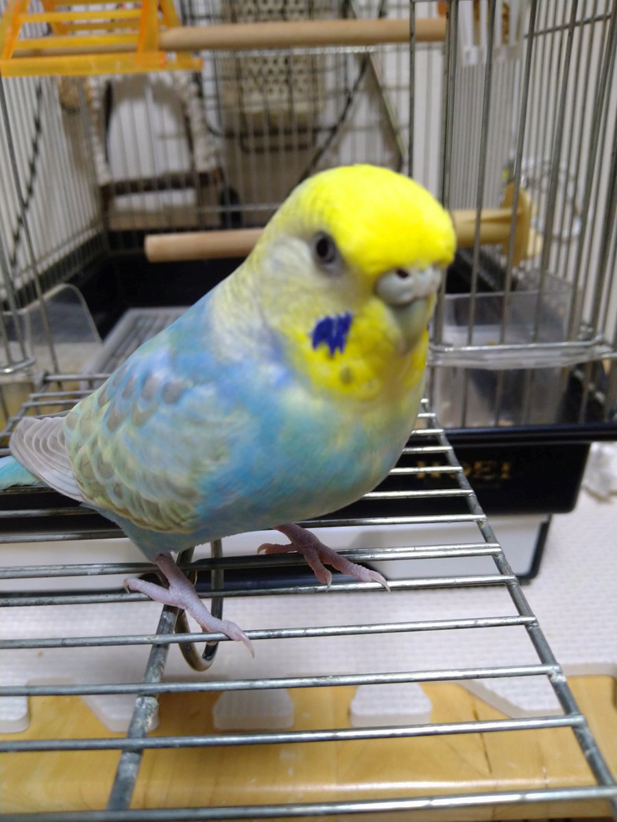TSUBASA6077's tweet photo. 【拡散希望】
セキセイインコの迷子情報です

場所：東京都板橋区赤塚3丁目
日時：2026/09/30
名前：ピポちゃん
特徴：頭が黄色で体が水色のレインボーカラー

情報お持ちの方、下記までご連絡を
npotsubasa@tsubasa0615.org
情報拡散のご協力お願いします https://t.co/Ks7VON39Jj