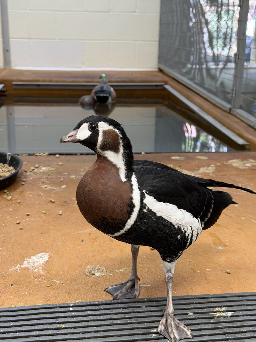 DenverZoo's tweet photo. Now at two months old, our red-breasted goslings are growing fast and thriving behind the scenes at the Avian Propagation Center, where our Bird Care team has been hand-raising them with around-the-clock dedication.  

But one little gosling has been especially remarkable. After sustaining a fracture to his left leg, our Veterinary Medicine team applied a taped splint, and this tiny patient has made a full recovery. 

Red-breasted geese are a Vulnerable species, making every single gosling a meaningful conservation win. We couldn't be prouder of this little one's resilience, and of the incredible teams caring for them every step of the way.🪿 

#GooseDay #RedBreastedGoose #DenverZooConservationAlliance #AvianPropagationCenter #SavingWildlifeTogether