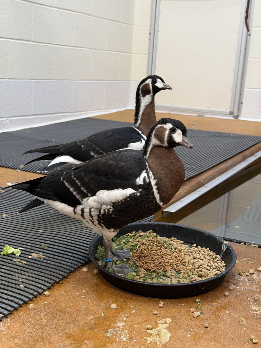DenverZoo's tweet photo. Now at two months old, our red-breasted goslings are growing fast and thriving behind the scenes at the Avian Propagation Center, where our Bird Care team has been hand-raising them with around-the-clock dedication.  

But one little gosling has been especially remarkable. After sustaining a fracture to his left leg, our Veterinary Medicine team applied a taped splint, and this tiny patient has made a full recovery. 

Red-breasted geese are a Vulnerable species, making every single gosling a meaningful conservation win. We couldn't be prouder of this little one's resilience, and of the incredible teams caring for them every step of the way.🪿 

#GooseDay #RedBreastedGoose #DenverZooConservationAlliance #AvianPropagationCenter #SavingWildlifeTogether