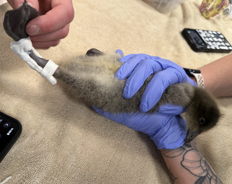 DenverZoo's tweet photo. Now at two months old, our red-breasted goslings are growing fast and thriving behind the scenes at the Avian Propagation Center, where our Bird Care team has been hand-raising them with around-the-clock dedication.  

But one little gosling has been especially remarkable. After sustaining a fracture to his left leg, our Veterinary Medicine team applied a taped splint, and this tiny patient has made a full recovery. 

Red-breasted geese are a Vulnerable species, making every single gosling a meaningful conservation win. We couldn't be prouder of this little one's resilience, and of the incredible teams caring for them every step of the way.🪿 

#GooseDay #RedBreastedGoose #DenverZooConservationAlliance #AvianPropagationCenter #SavingWildlifeTogether