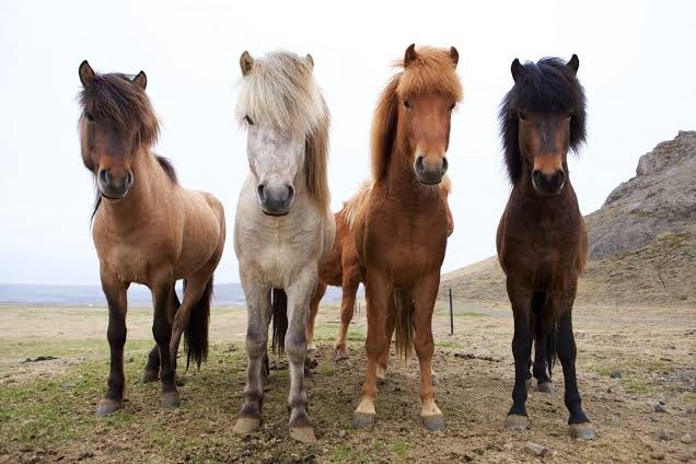 weirdbeingg's tweet photo. Big fan of Icelandic horses that look emo https://t.co/LjADBqv42Q
