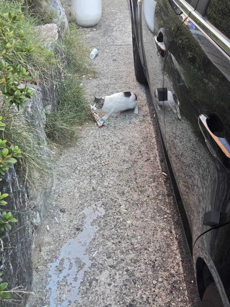 geonyun11's tweet photo. かわいい、私の車の隣で何してるの?🐱🥹

#日常垢​#日常 https://t.co/qC5TtLk2Wg