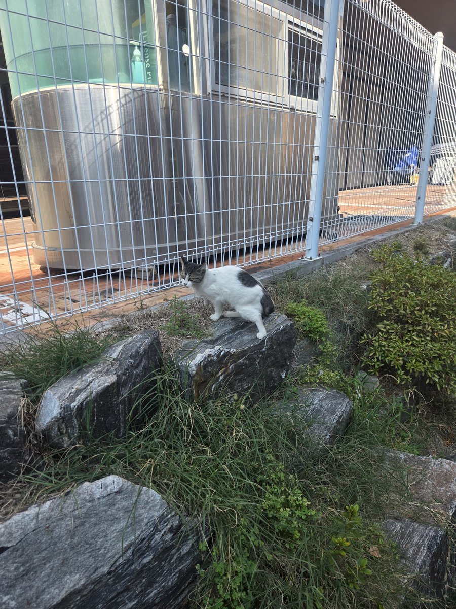 geonyun11's tweet photo. かわいい、私の車の隣で何してるの?🐱🥹

#日常垢​#日常 https://t.co/qC5TtLk2Wg