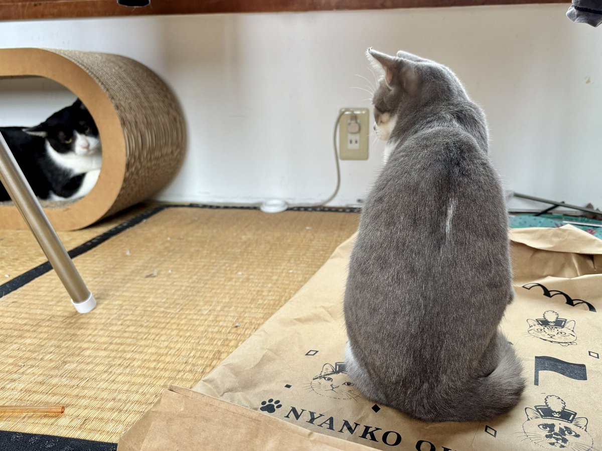 muddycat_atami's tweet photo. しらすちゃんも背中に白い線があるんだよねぇ https://t.co/ShnEKnoRqg