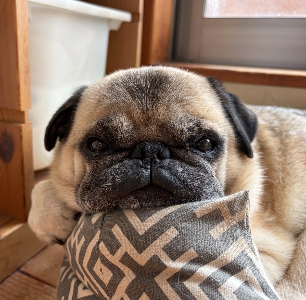 marukoccino's tweet photo. ぼくもお天気もぐずついてましゅ🌧️🐶
#パグ #pug https://t.co/cKmp5tvMpe