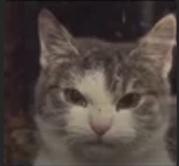 TripleTck's tweet photo. @BeanzzSOL @CookerFlips @PastelAlpha $MADCAT aped

De5zB47vi4Jsjdyi6ymqxJjf1yP3arWshm24K78yXEGr https://t.co/ApNJAMz7tZ