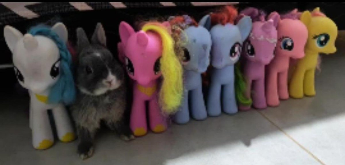 Satanic_Suicid3's tweet photo. minha coelha no meio das my little ponir https://t.co/fixojQm03s