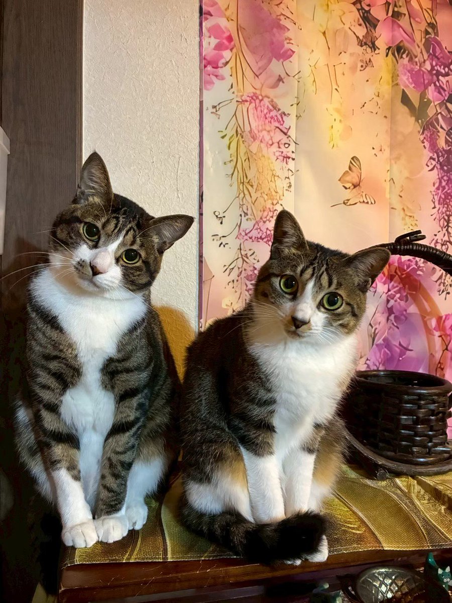 higedanaccount's tweet photo. @Sushi_junpei おはねこです😺 https://t.co/PpSMC18NPQ