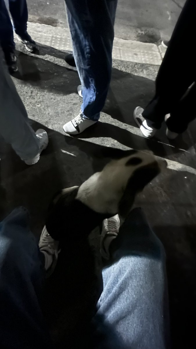 Khidaae's tweet photo. Tava esperando o ônibus e aleatoriamente um cachorro veio sentar no meu pé https://t.co/34PgDAOqy2