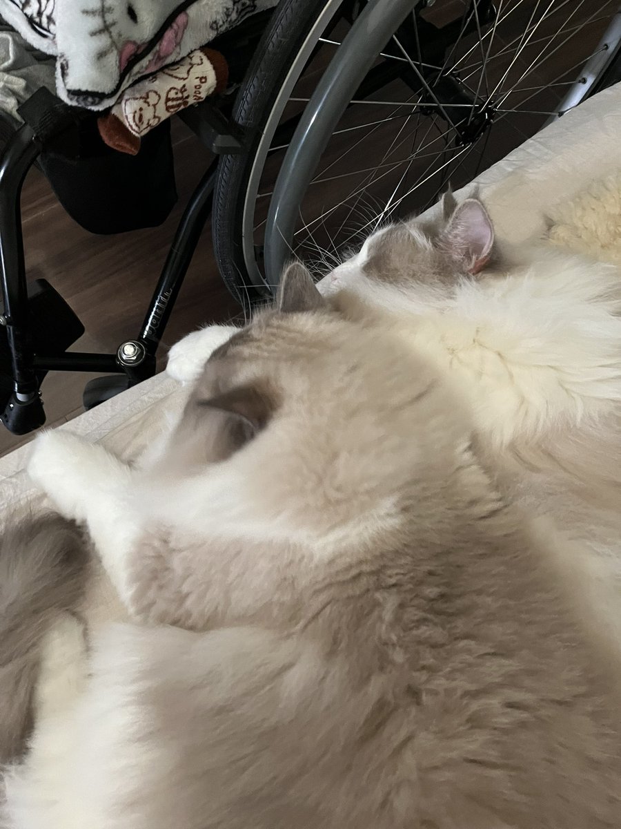 sakurasakudango's tweet photo. 今日の添い寝担当。おやすみなさい💤 https://t.co/IL4EorSBGa