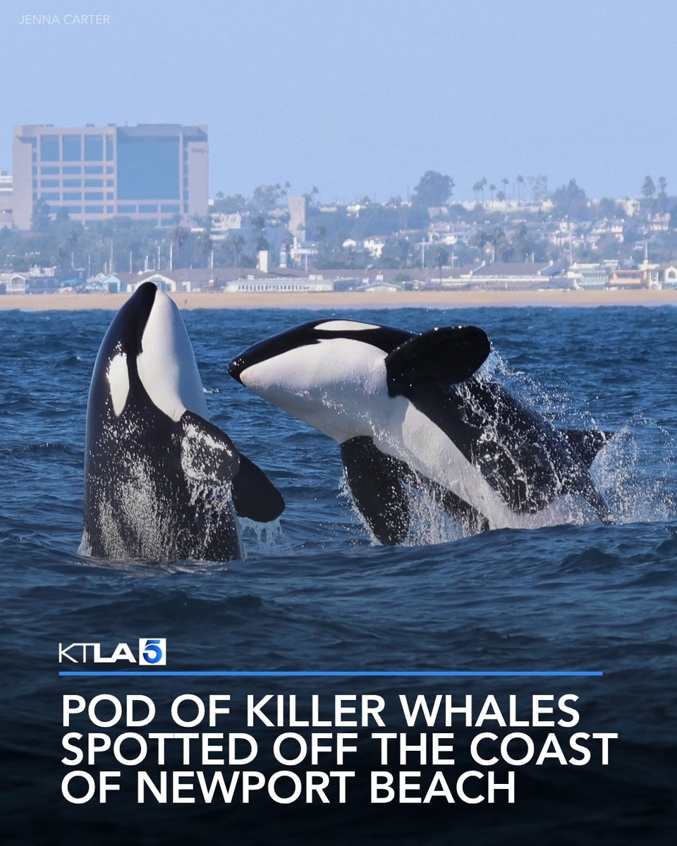 KTLA's tweet photo. The rare ocean sightings continue in Southern California.

Read more: https://t.co/iyHaY4SbxK https://t.co/BiW1iUK0f0