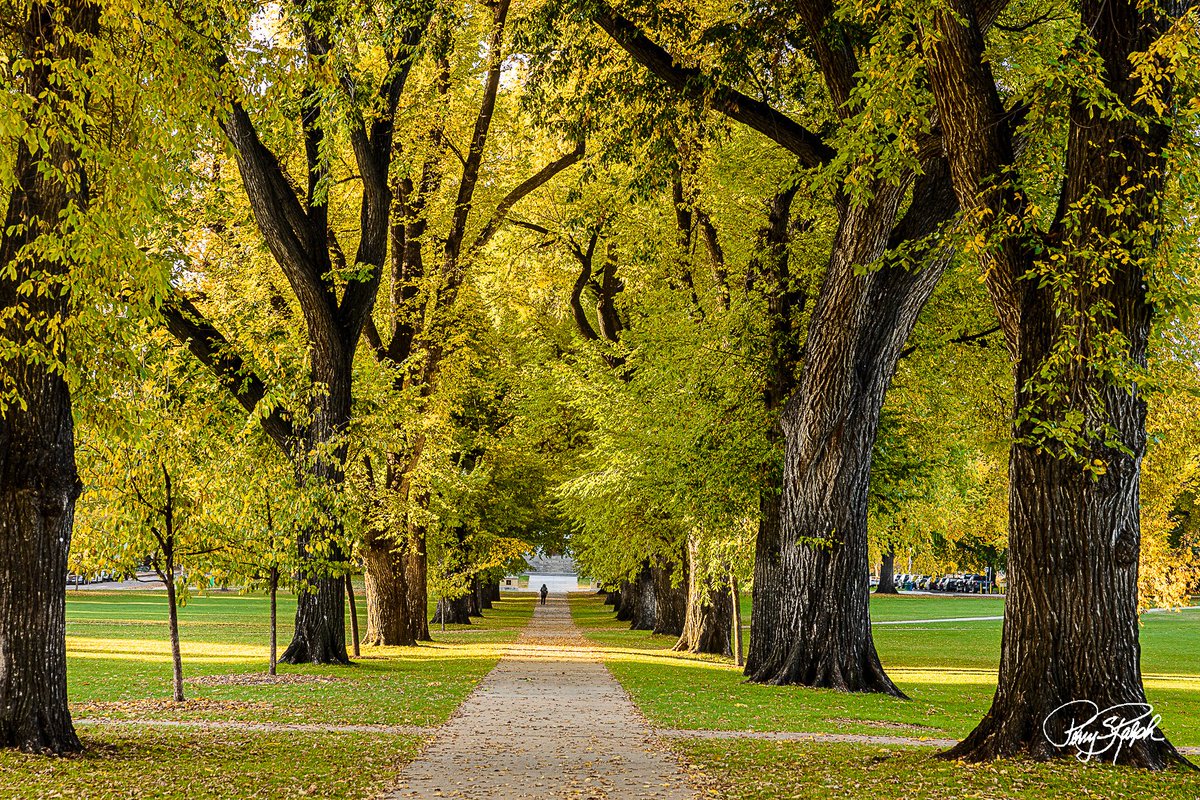 perryralph's tweet photo. QP Let the Trees Do The Talking #Trees

"Golden Walkway Through the CSU Oval Elm Trees"

#FallColor #ColoradoState #CSURams https://t.co/cO1kSm2cvq