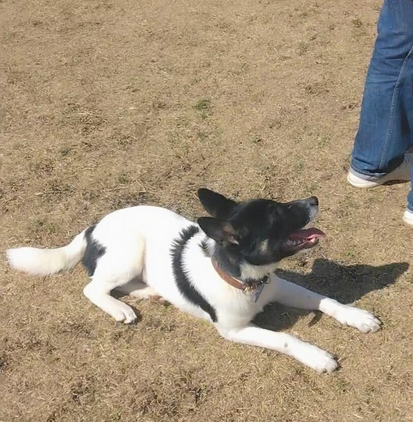 tochigisatooya's tweet photo. 【#里親募集】「遊ぶのが大好きな【レノン】くん」#栃木県 #宇都宮市 - 犬の里親募集(508628) https://t.co/Fbr0Bkzotm #保護犬 #保護犬を家族に #雑種犬 #中型犬 #中型雑種犬 #犬 https://t.co/GnsY9fnlKp
