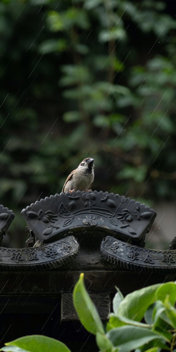 VeY02aLsbSMoGnV's tweet photo. Just spotted a cute little bird under the eave with a [匾隙雌] shadow behind it—nature’s tiny little surprises never fail to warm my day! https://t.co/0v0cGK8yJn