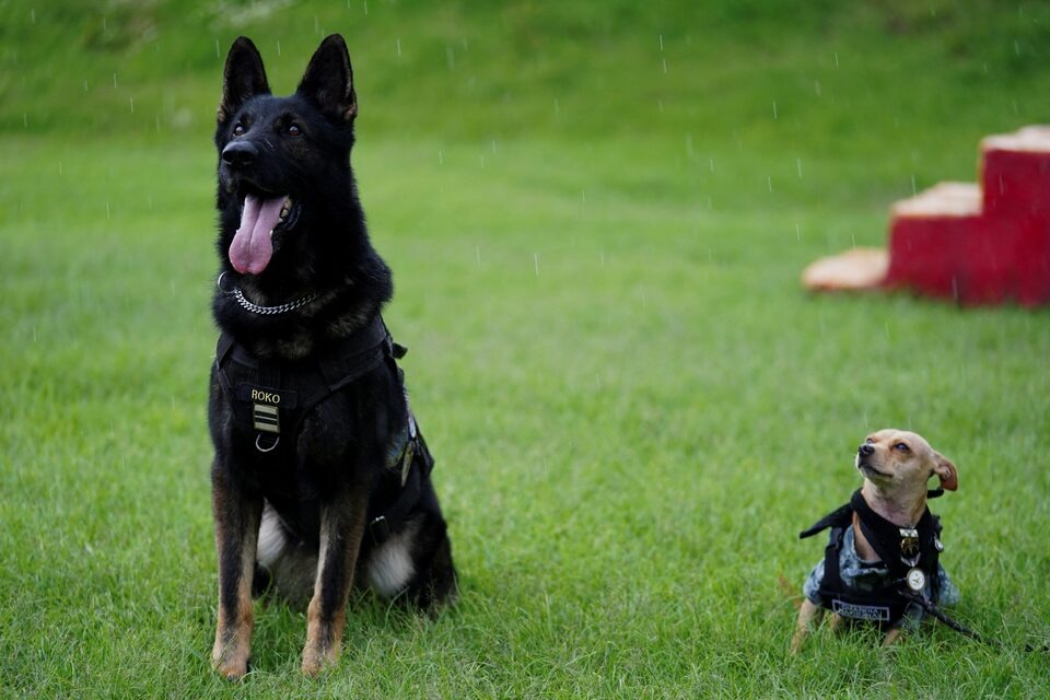 MarioNawfal's tweet photo. 🇲🇽 Mexico’s National Guard just introduced its newest recruit: a 15-pound chihuahua named Comando.

He’s got tactical goggles, a custom vest, a helmet, a head-mounted camera, and apparently absolutely no awareness that every other dog in the unit could bench-press him.

Comando is actually being trained for search and rescue, which means Mexico looked at 350 working dogs and said: yes, but what if one of them was pocket-sized?

The cartel war may have finally met its most terrifying opponent.

Source: Reuters / Writer: Sol