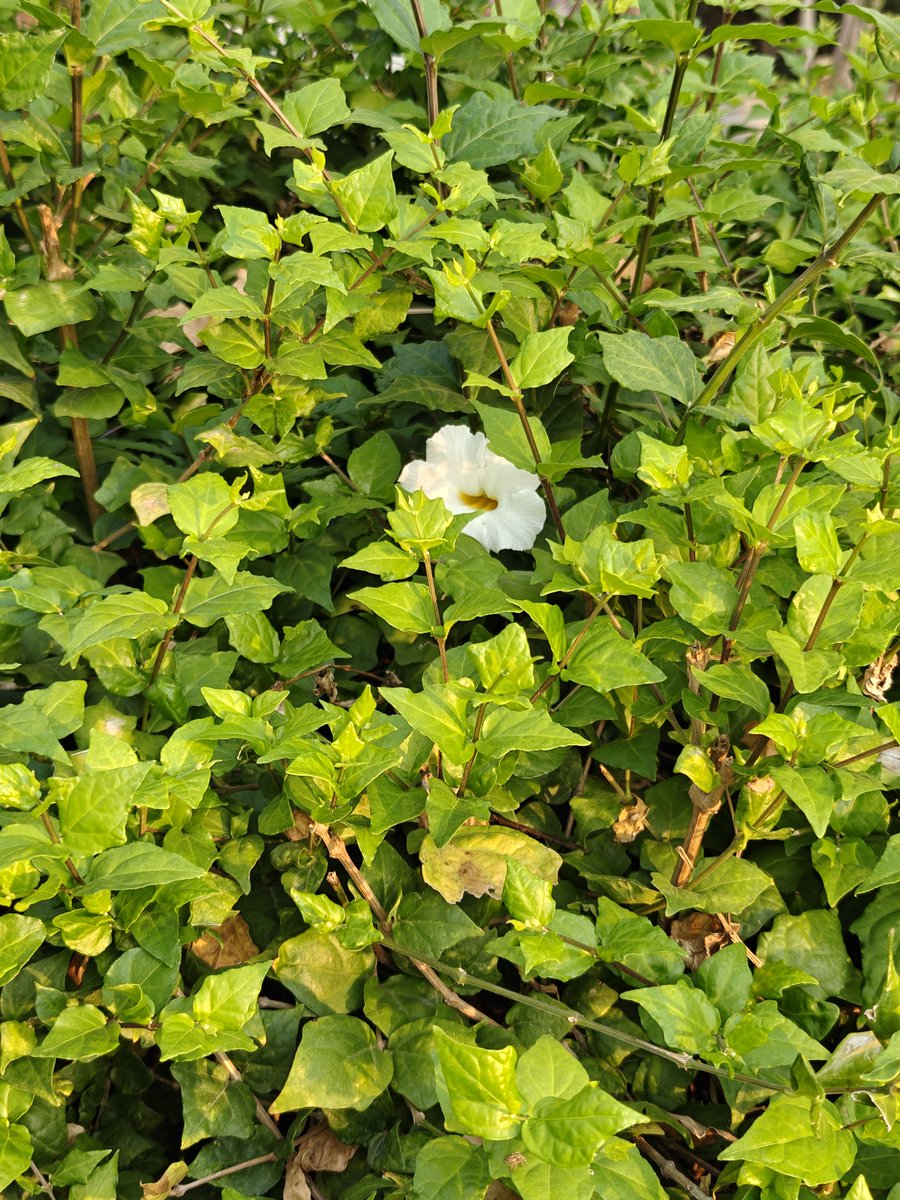 Aruntweets123's tweet photo. Day 43: This little flower sleeps peacefully in nature’s green blanket, waiting patiently to be awakened by the gentle morning sunshine. 🌿🌸☀️ Sometimes, the most beautiful moments begin quietly.
#Day43 #MorningWalk #NatureWalk #40MinWalk #MorningSunshine #NatureLovers https://t.co/8apaBpf5As