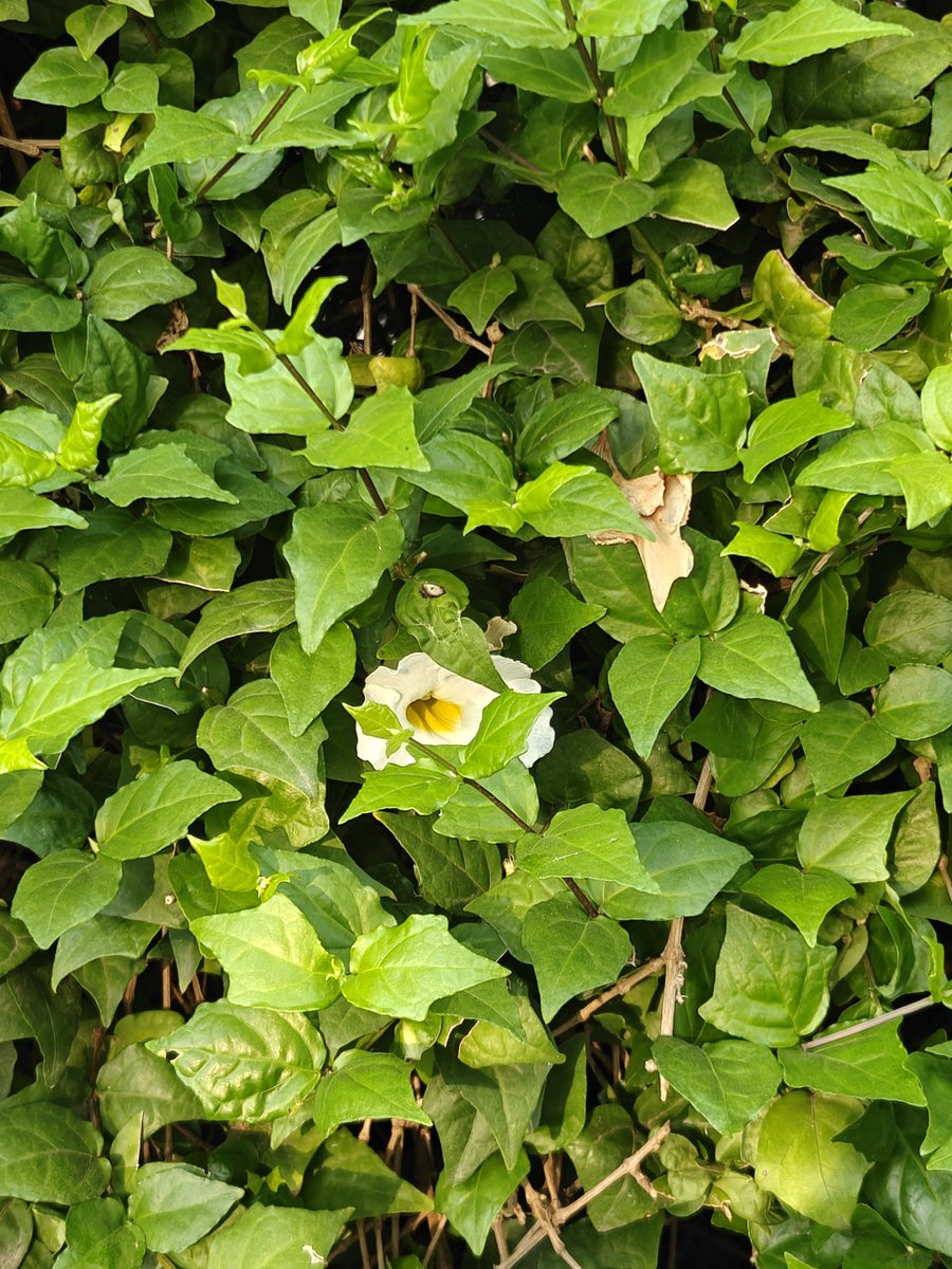 Aruntweets123's tweet photo. Day 43: This little flower sleeps peacefully in nature’s green blanket, waiting patiently to be awakened by the gentle morning sunshine. 🌿🌸☀️ Sometimes, the most beautiful moments begin quietly.
#Day43 #MorningWalk #NatureWalk #40MinWalk #MorningSunshine #NatureLovers https://t.co/8apaBpf5As