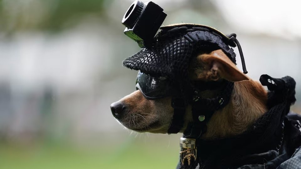 MarioNawfal's tweet photo. 🇲🇽 Mexico’s National Guard just introduced its newest recruit: a 15-pound chihuahua named Comando.

He’s got tactical goggles, a custom vest, a helmet, a head-mounted camera, and apparently absolutely no awareness that every other dog in the unit could bench-press him.

Comando is actually being trained for search and rescue, which means Mexico looked at 350 working dogs and said: yes, but what if one of them was pocket-sized?

The cartel war may have finally met its most terrifying opponent.

Source: Reuters / Writer: Sol