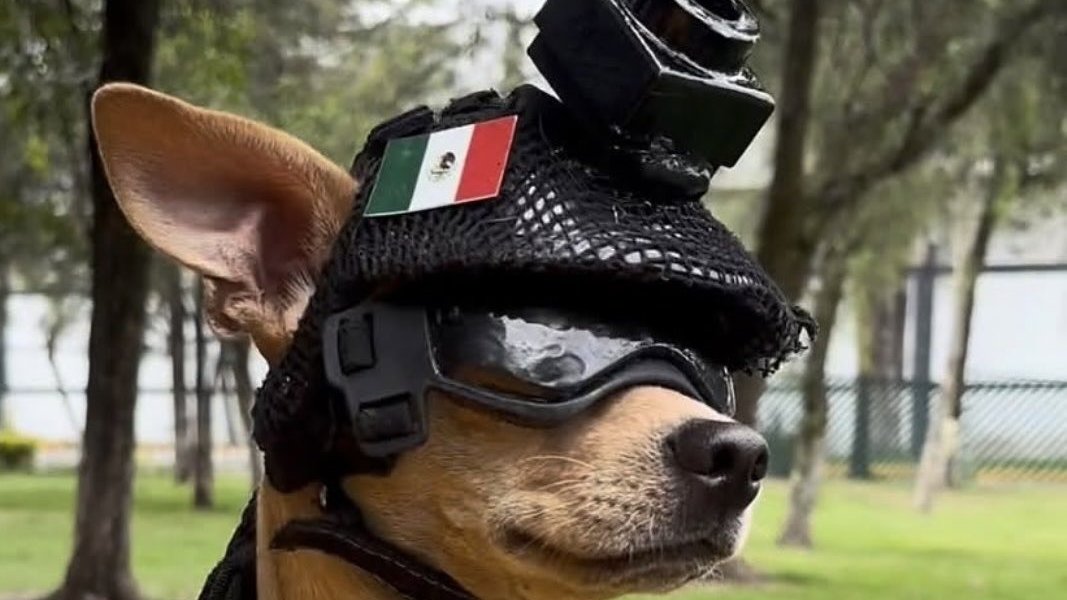 MarioNawfal's tweet photo. 🇲🇽 Mexico’s National Guard just introduced its newest recruit: a 15-pound chihuahua named Comando.

He’s got tactical goggles, a custom vest, a helmet, a head-mounted camera, and apparently absolutely no awareness that every other dog in the unit could bench-press him.

Comando is actually being trained for search and rescue, which means Mexico looked at 350 working dogs and said: yes, but what if one of them was pocket-sized?

The cartel war may have finally met its most terrifying opponent.

Source: Reuters / Writer: Sol