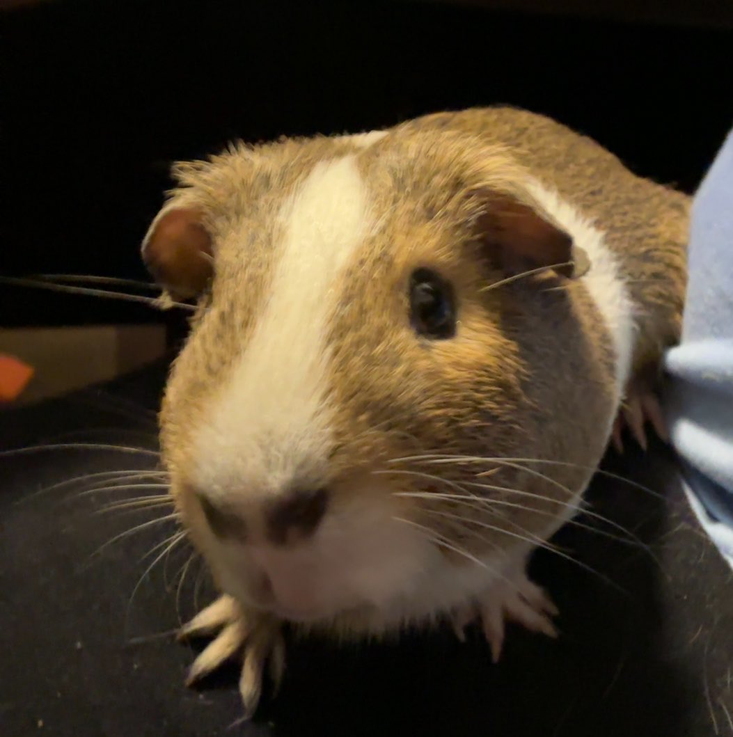 CafeHypno_Owner's tweet photo. In case y’all have been wondering where I’ve been this past week or so.

My guinea pig unfortunately passed away today. We had been struggling to help him back to health and unfortunately due to my local area, had no access to a vet for guinea pigs until it was too late. Milo succumbed to his injuries today this morning, and I’ve been grieving a bit.

I know he wasn’t a dog or a cat, and was only expected to last a few years, but he helped me through so much, especially during the beginning of my college years and more.

Please rest in peace Milo🖤

(Made the ai image though nothing was working and wanted to get this message out, please don’t mind)