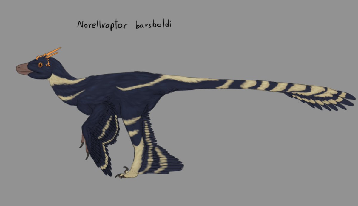 alphaxenopete82's tweet photo. Norellraptor barsboldi, the newly described microraptorian/microraptorine Dromaeosaur 

#paleoart #microraptoria https://t.co/LJjLzZSt1S