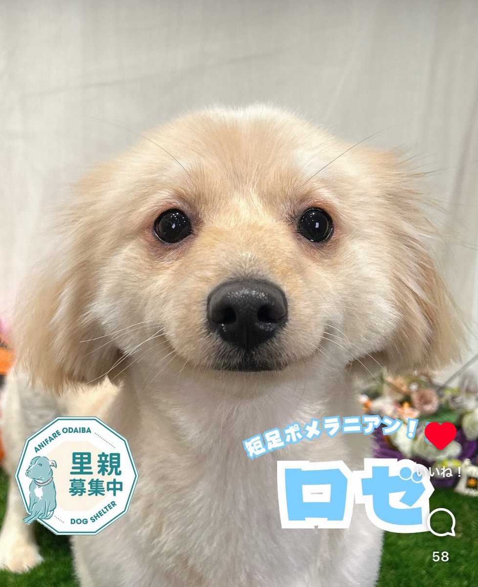 ayuchaaaaaaan_'s tweet photo. わたしはこのこのお顔が忘れられない https://t.co/8cnIWh1jLc