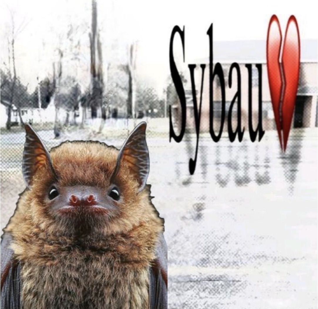battwting's tweet photo. shut your bat ass up https://t.co/0OTW5cygVw