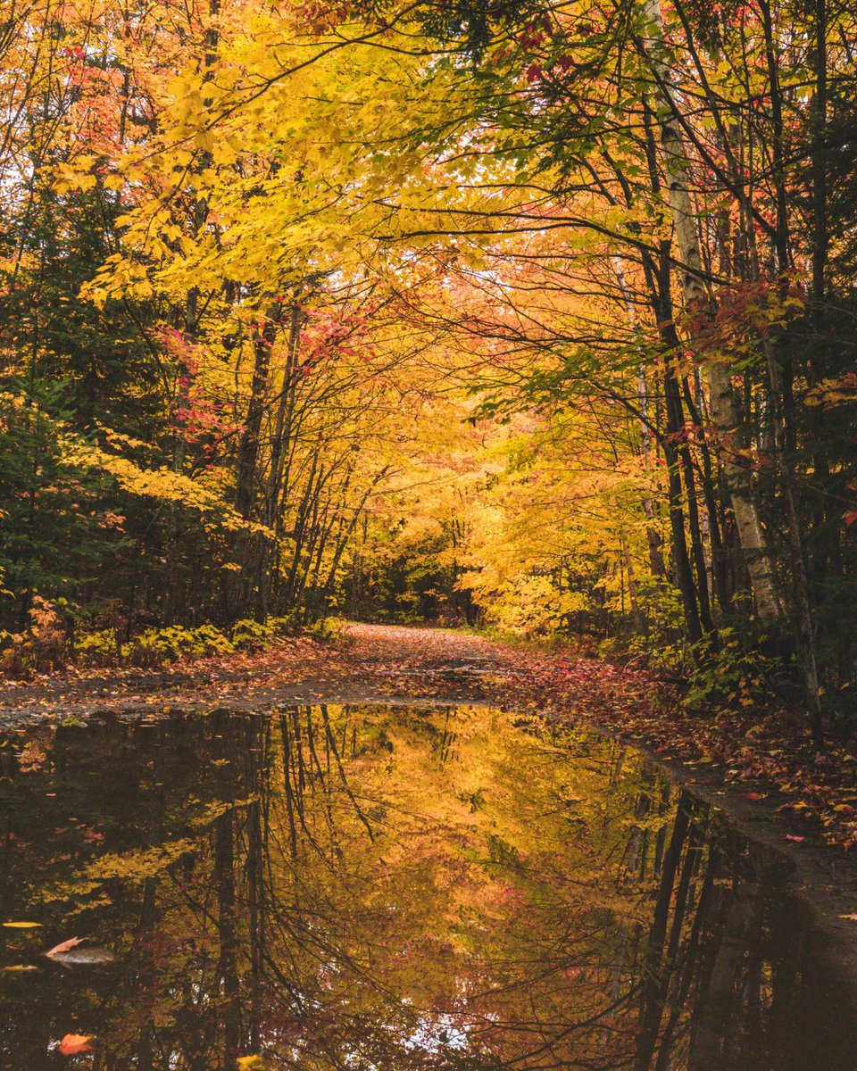 PureMichigan's tweet photo. Stunning Michigan fall landscapes to soothe the soul. 

📍 Arfelin Lake
📍 Champion
📍 Republic
📍 Wolf Lake Road
📸 IG fan ianaltobello
🗓️ Images from past fall seasons #PureMichigan20 https://t.co/HklDdLnBMu