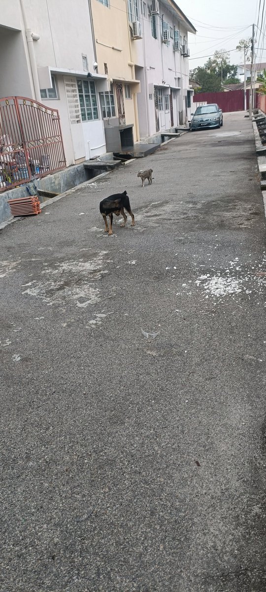 kyril_graguks's tweet photo. Cabaran utama setiap bln adalah makanan&rawatan dlm memastikan mereka x kebuluran& kesakitan.Lambakan pbuangan 🐈🐕‍🦺masih terus berlaku namun saya usaha sedaya mampu cuba menyelamatkan&mengurangkan lambakan mereka. Maka saya tagih&rayu bantuan kawan2 jika ada rezeki lebih utk bantuan makanan basah& kering dlm mengurangkan bebanan cabaran ini.Kos makanan setiap bln mencecah Rm3.5K,namun saya tetap usahakan utk pastikan mereka x kelaparan dijalanan&mini shelter.
Jika kawan2 nak belikan sendiri pun saya raikan,boleh dm utk alamat. 
Mohon kongsikan/rt panjangkan yg terlintas status ini. 
Semoga ada rezeki buat anak2 jalanan 🐈🐕‍🦺 atas nama ihsan& perikemanusian.Insyallah.Amin YRA
Tk