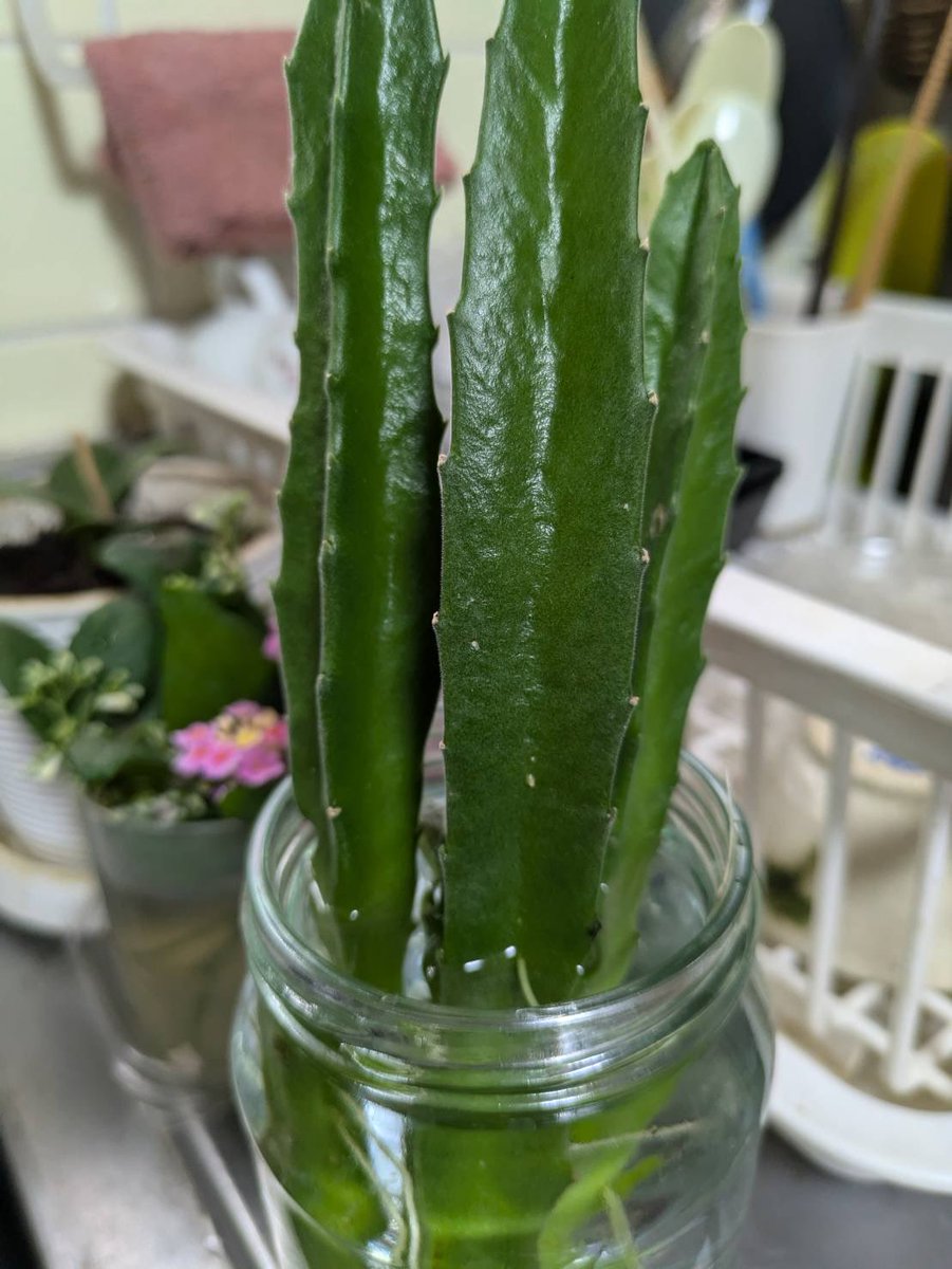 gara_cham's tweet photo. おもと、サボテン🌵の水耕栽培、クロント・エクセレントに巨大セロームみんなイキイキ✨ツヤツヤ素敵な成長ぶりです✨️(*ˊ˘ˋ*)✨️うちの植物🪴達もがんばれ〜
#観葉植物 #水耕栽培　#クロント　#セローム　#おもと　#サボテン https://t.co/lrg6z1fJA2