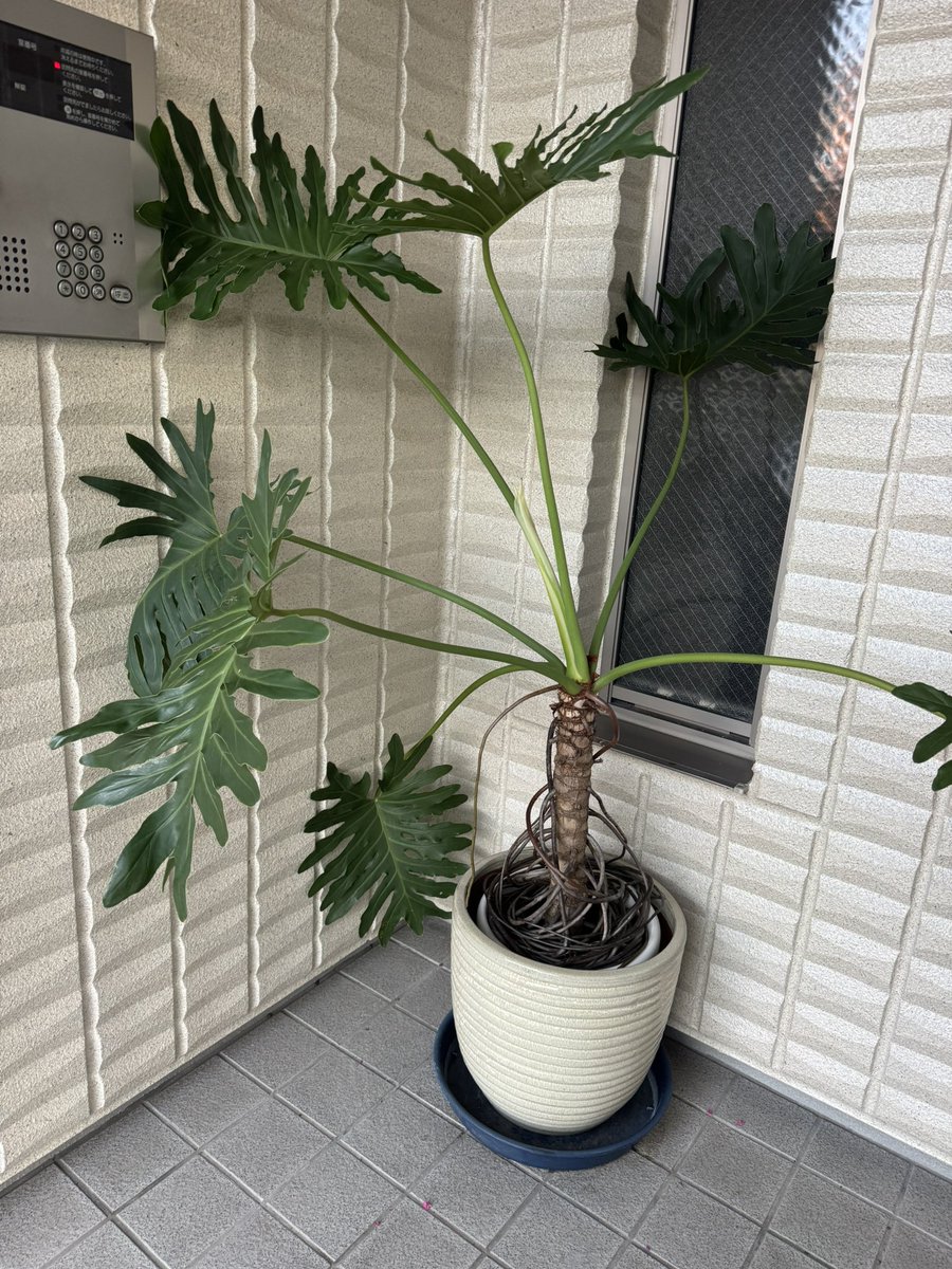 gara_cham's tweet photo. おもと、サボテン🌵の水耕栽培、クロント・エクセレントに巨大セロームみんなイキイキ✨ツヤツヤ素敵な成長ぶりです✨️(*ˊ˘ˋ*)✨️うちの植物🪴達もがんばれ〜
#観葉植物 #水耕栽培　#クロント　#セローム　#おもと　#サボテン https://t.co/lrg6z1fJA2