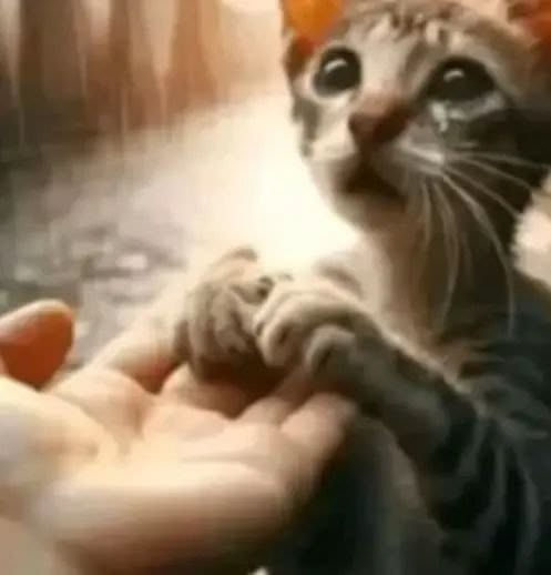 benkinu's tweet photo. @sasukeger Mi perrita hacia lo mismo de vez en cuando, la verdad recordarlo ahora me da mucha risa. Fuerzas amiga y pazzz https://t.co/cpVvUEV7pU