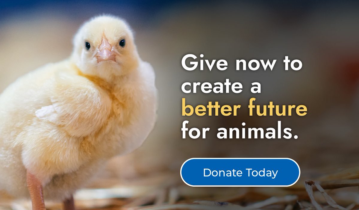 OsborneTea3926's tweet photo. Could you throw me, still alive, into a meat grinder? This here is Henry and that’s his and all his brothers’ fate for being born male in the egg industry. Just can’t believe it? Do an internet search. I did and became vegan after what I saw. 💔🌱🕊️🐣
#MercyforAnimals https://t.co/4r7qIDwptR
