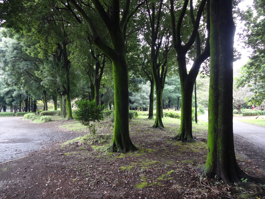 kogera11's tweet photo. やっと雨上がる。

少し前、晴れ間の散歩で見かけた公園の木立、緑色に輝いていた。

雨ばかりの令和８年の９月が終わる。

2026年9月30日 https://t.co/ylKpNQAK7u